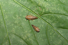 Omalophora pectoralis