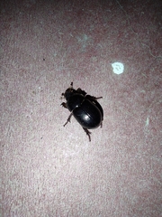 Hybosorus