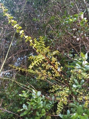 Lepidoceras chilense