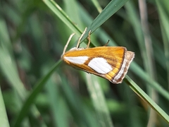 Catoptria conchella