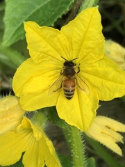 Apis mellifera