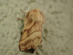 Malacosoma castrense