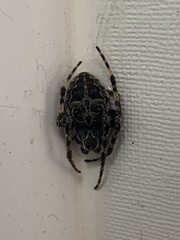 Larinioides sclopetarius