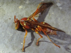 Polistes apachus texanus