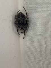 Larinioides sclopetarius
