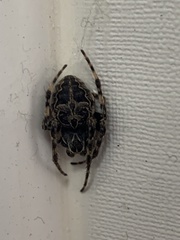 Larinioides sclopetarius