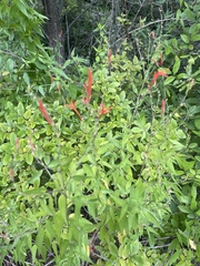 Anisacanthus quadrifidus