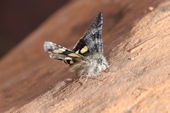 Litocala sexsignata