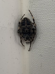 Larinioides sclopetarius