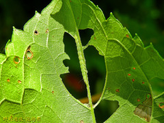 Xanthodes transversa