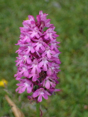 Anacamptis pyramidalis