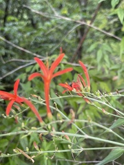 Anisacanthus quadrifidus