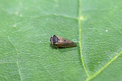 Megophthalmus scanicus