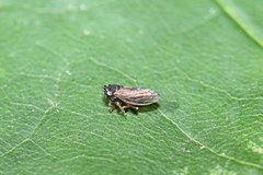 Megophthalmus scanicus