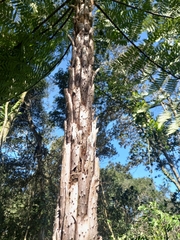 Cyathea phalerata