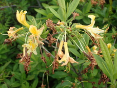 Rhododendron luteum