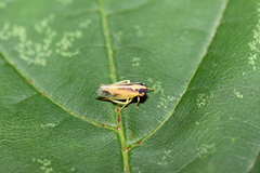 Macropsis marginata