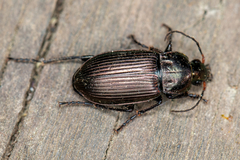 Poecilus cupreus