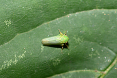 Macropsis marginata