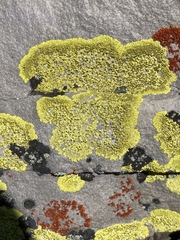 Rhizocarpales