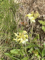Pedicularis tuberosa