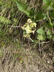 Pedicularis tuberosa