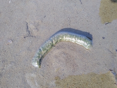 Cygnus melancoryphus