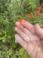 Anisacanthus quadrifidus