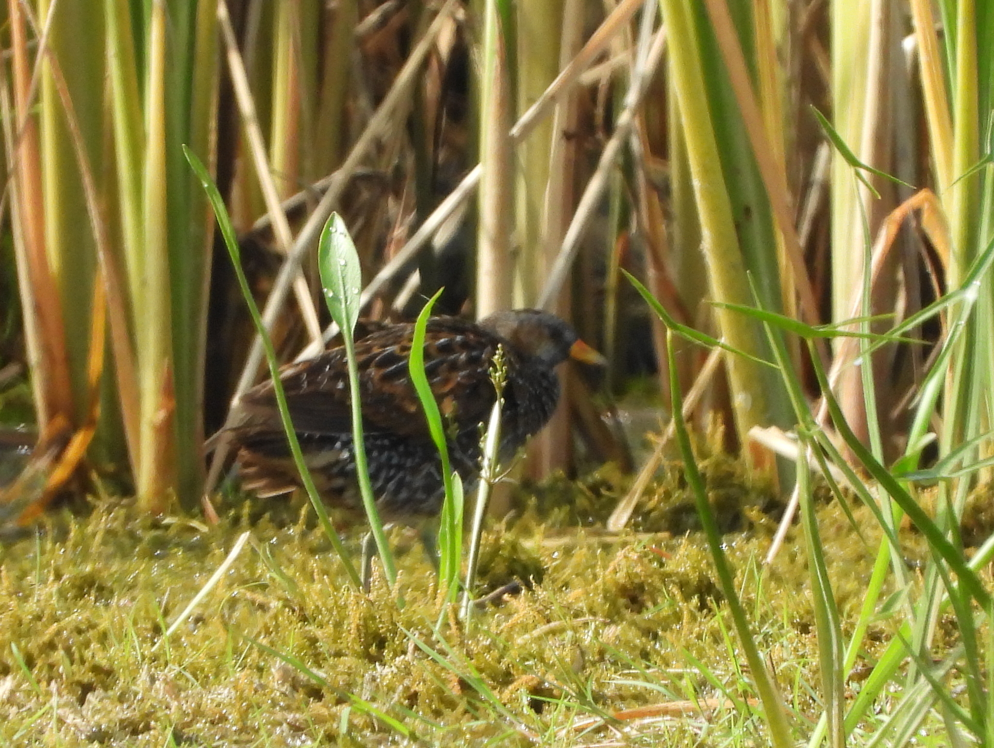 Spotted Crake