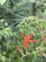 Anisacanthus quadrifidus