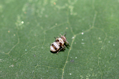 Delphax crassicornis