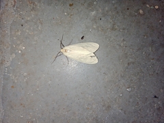 Pareuchaetes pseudoinsulata