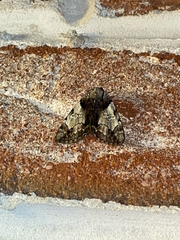 Chytonix palliatricula