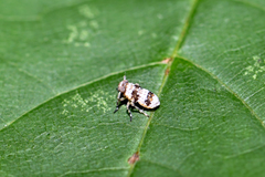 Delphax crassicornis