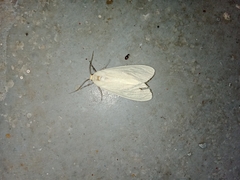 Pareuchaetes pseudoinsulata