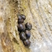 photo of Eroded Periwinkle (Littorina keenae)