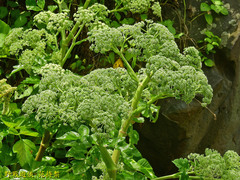 Angelica hirsutiflora