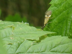 Alabonia staintoniella