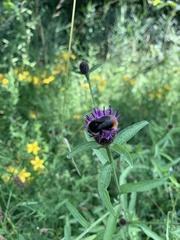 Bombus lapidarius