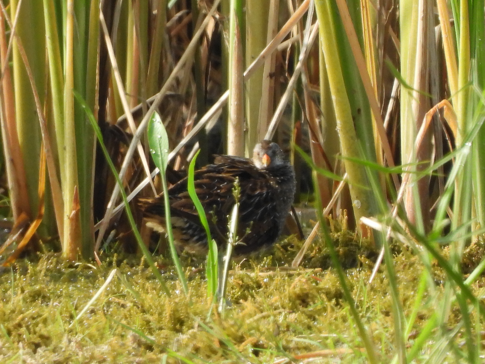 Spotted Crake