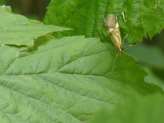 Alabonia staintoniella