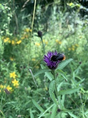 Bombus lapidarius