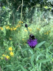 Bombus lapidarius
