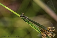Enallagma geminatum