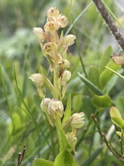 Dactylorhiza viridis