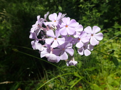 Phlox carolina