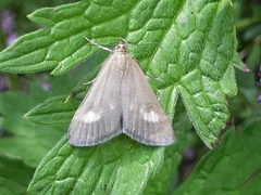 Udea alpinalis