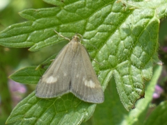 Udea alpinalis