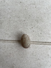 Zonotrichia albicollis
