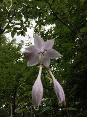 Hosta sieboldii